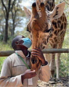 African man wearing a face mask feeds a Giraffe at the Giraffe centre in Karen, Nairobi - Kenya